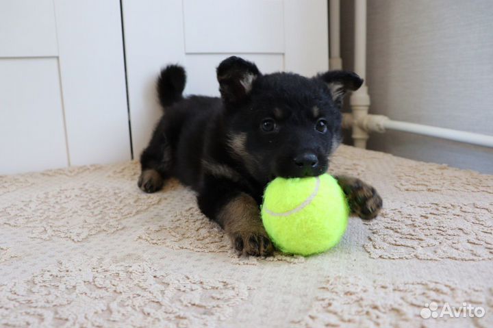 Щеночки 1,5 мес в добрые руки