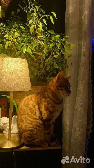 Бенгальская