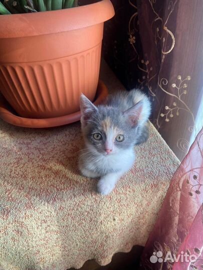 Отдам бесплатно