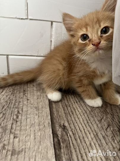 Котята