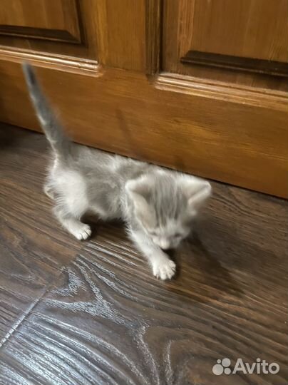 Котенок в добрые руки