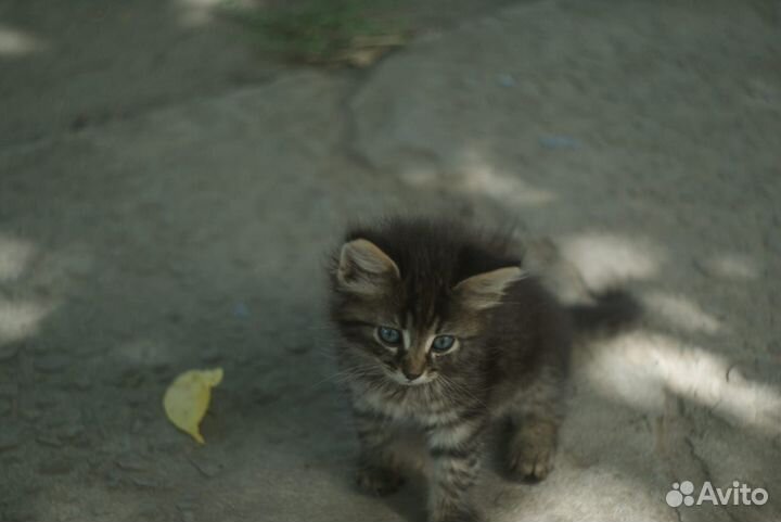 Котята отдам бесплатно