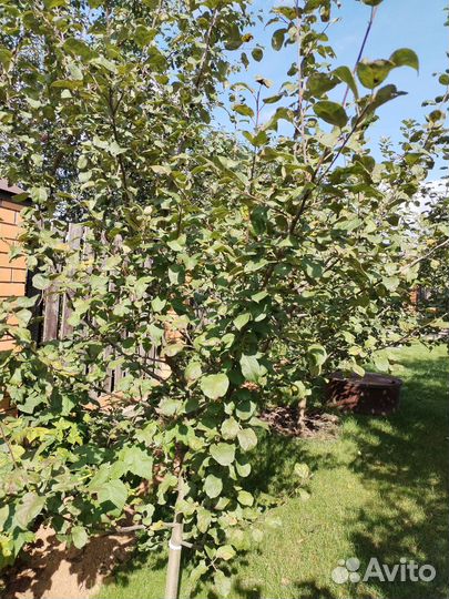 Саженцы яблони