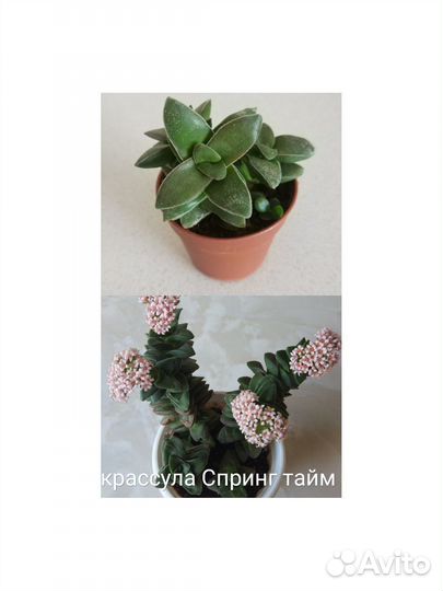 Суккуленты