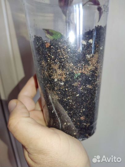 Домашние растения