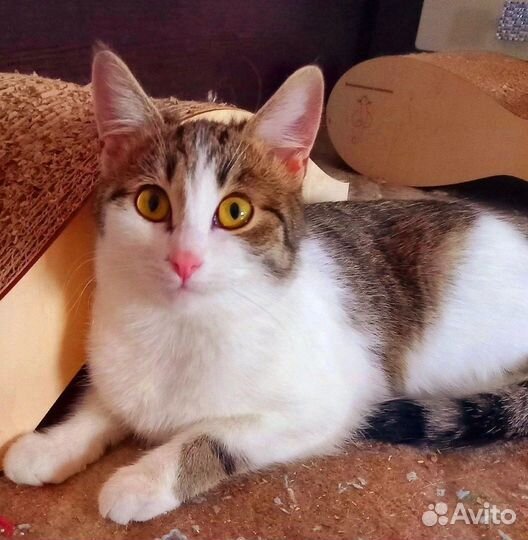 Кошка Нора 5 мес