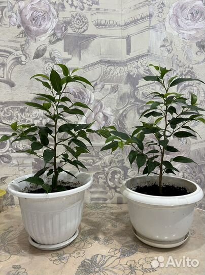 Фикус бенджамина