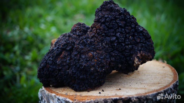 Чага. Березовый гриб