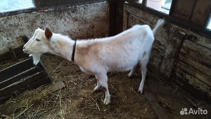 Козел продается