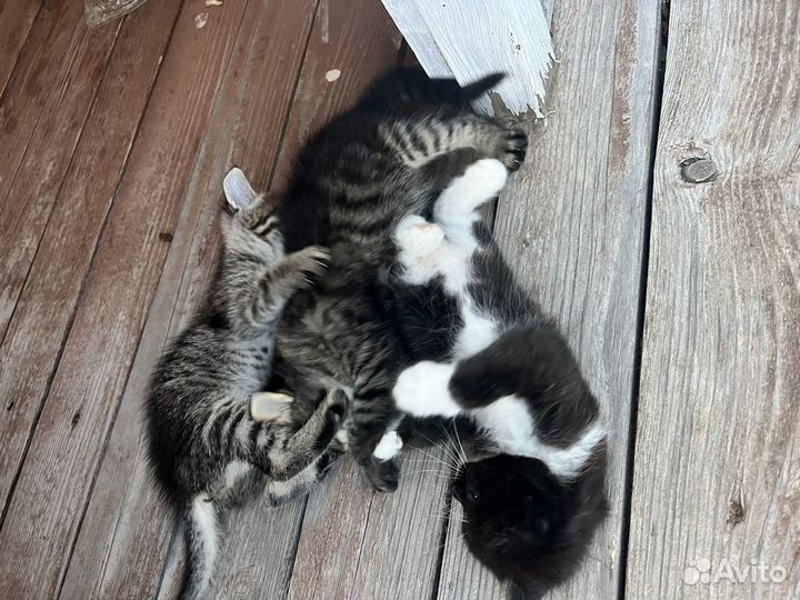 Котята в добрые руки