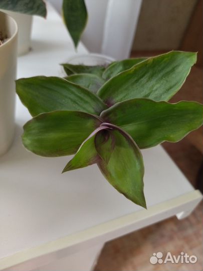 Традесканция Нанук