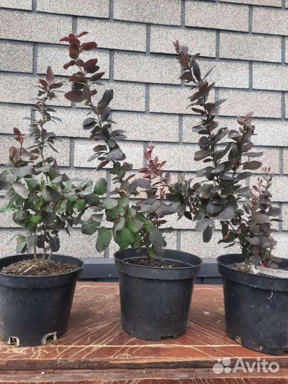 Саженцы декоративных деревьев