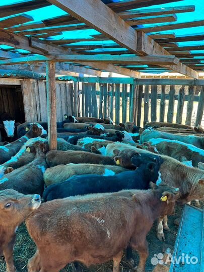 Бычки на откорм 34 головы