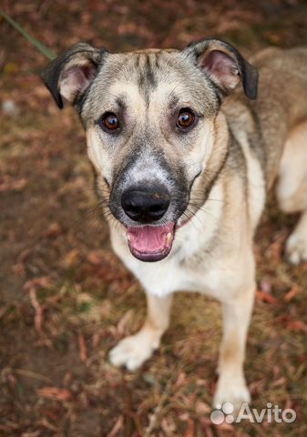 Подари Линдору третью жизнь