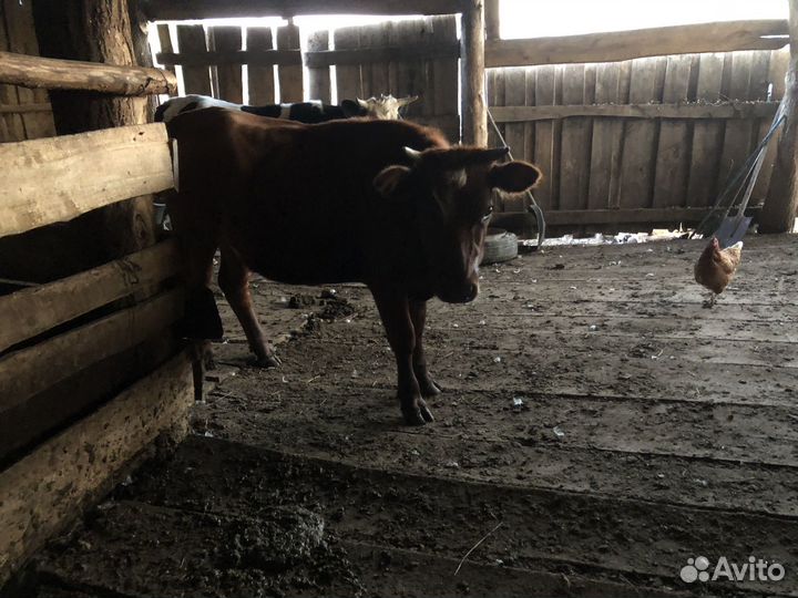 Коровы и телки стельные, бычки