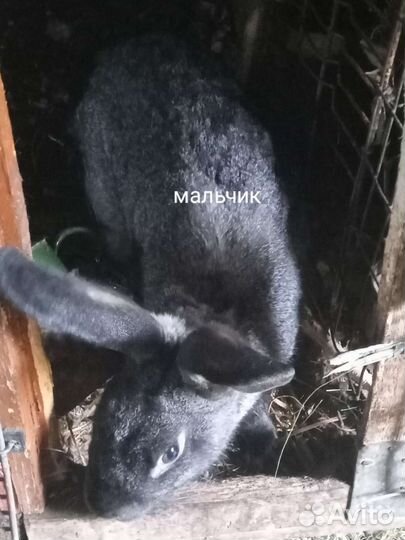 Кролик