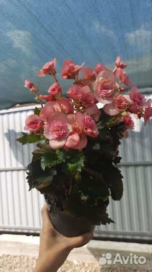 Разные цветы