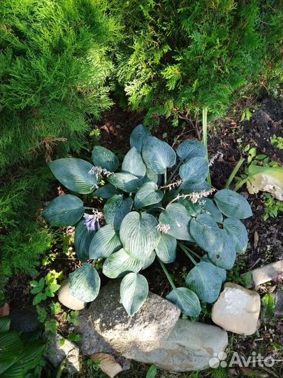 Многолетние садовые растения