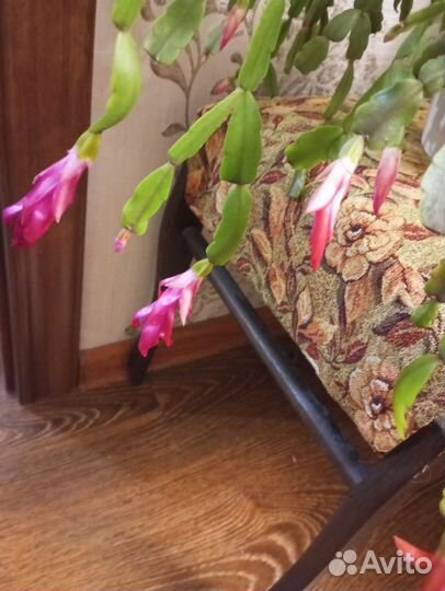 Цветок декабрист