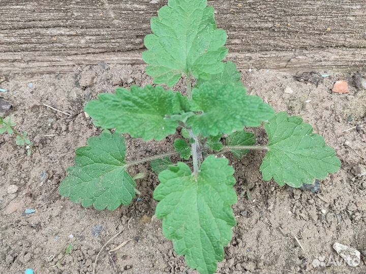 Мята перечная и мелиса