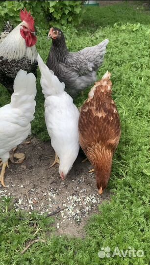 Яйцо куринное домашнее