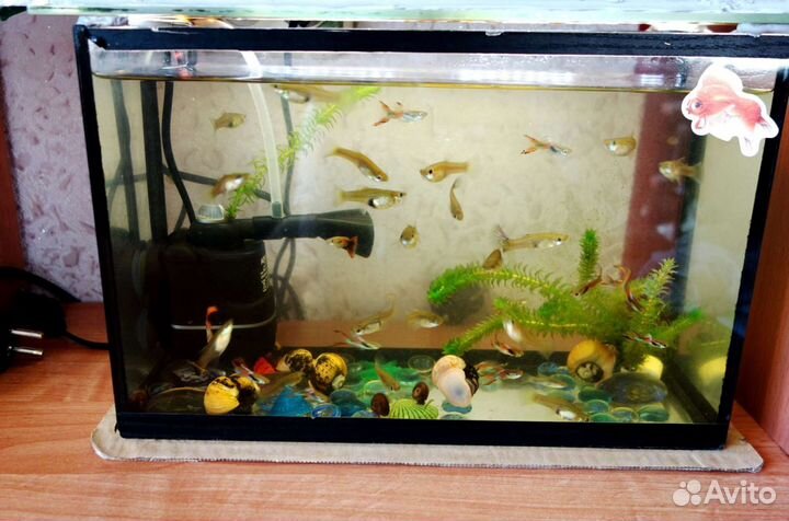 Элодея. Гуппи