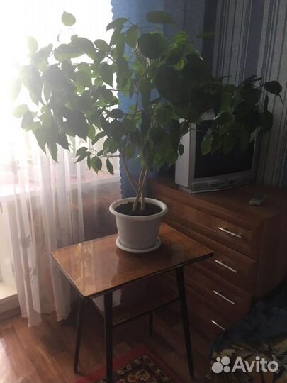 Китайская роза