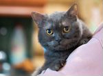 Томас, британский кот обречен на жизнь в клетке