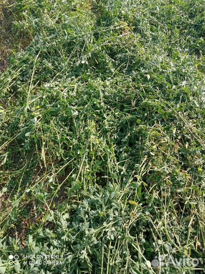 Сено в тюках