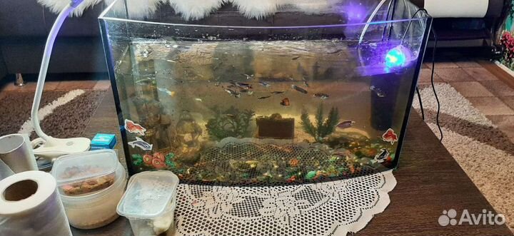 Аквариум с рыбками