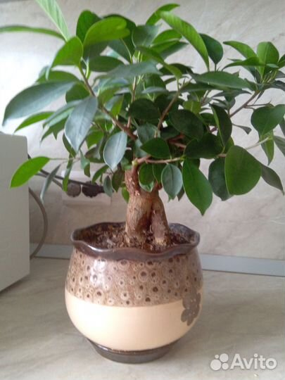 Фикус микрокарпа бонсай