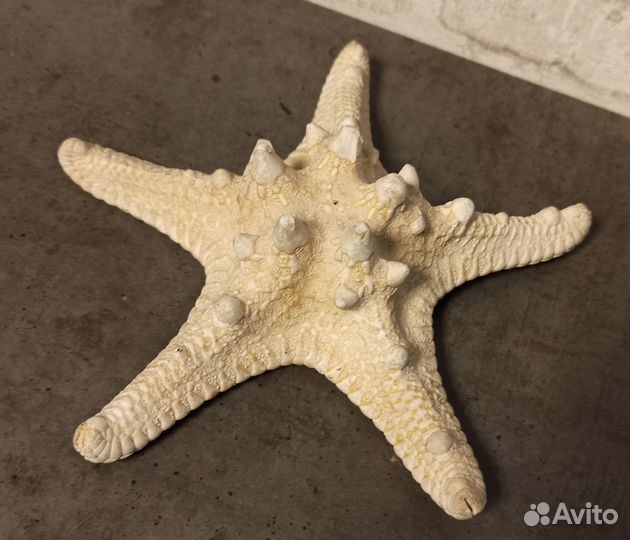 Морские ракушки раковины звезда