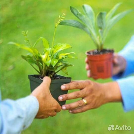 Комнатные растения