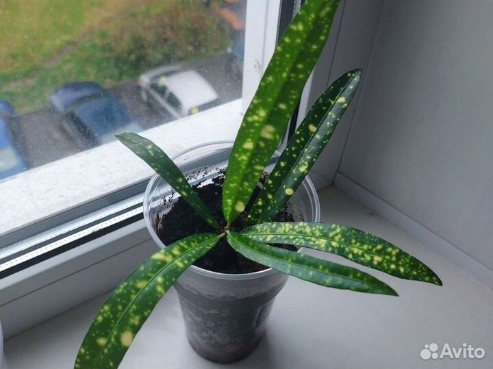 Цветок шефлера