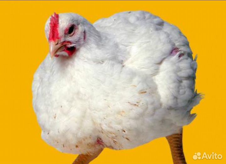 Куры бройлеры