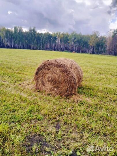 Сено в тюках