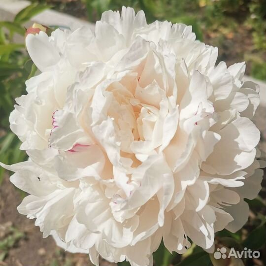 Пионы из сада
