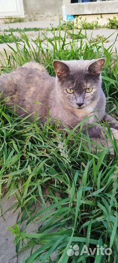 Кошка в добрые руки