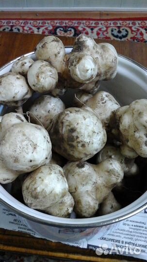 Топинамбур