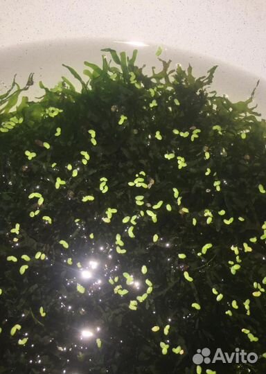 Мох для аквариума