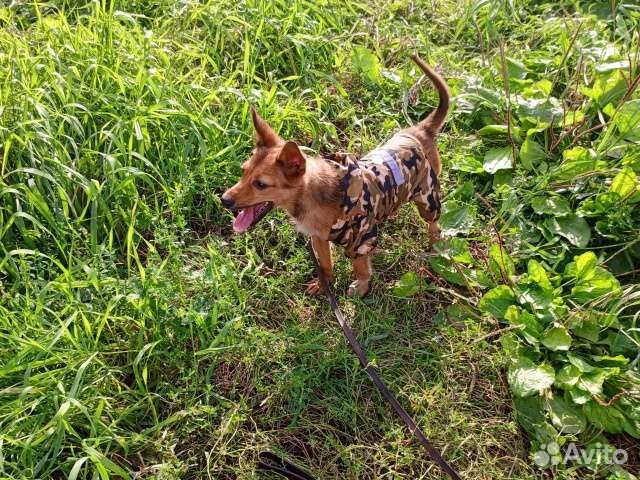 Метис тоя в дар