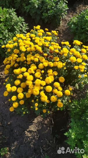 Мульти флора и корейская. Хризантемы