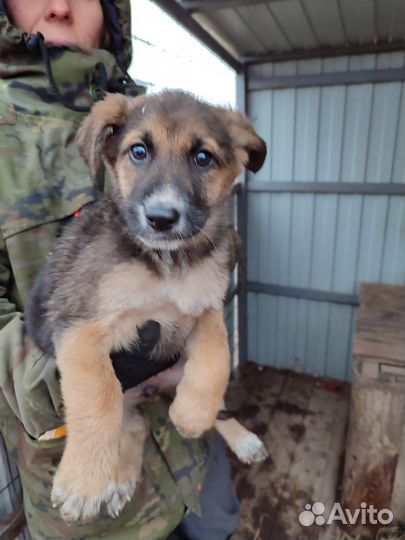 Собака в добрые руки