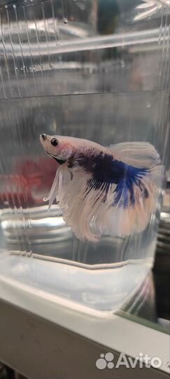 Рыбка петушок