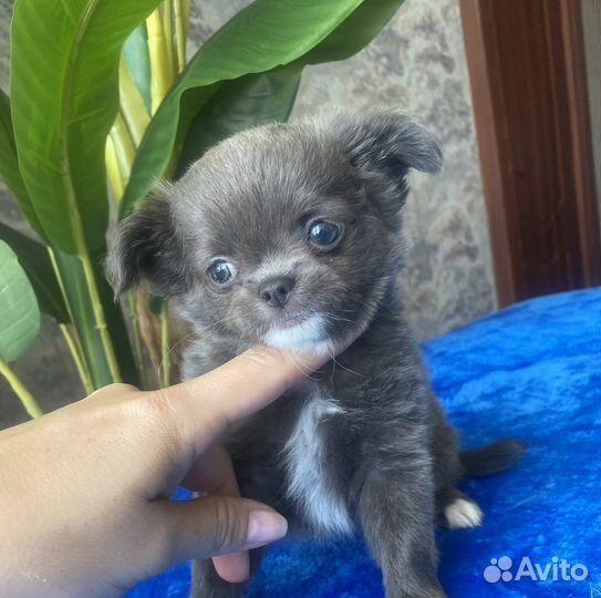 Красивые чихуашки с РКФ