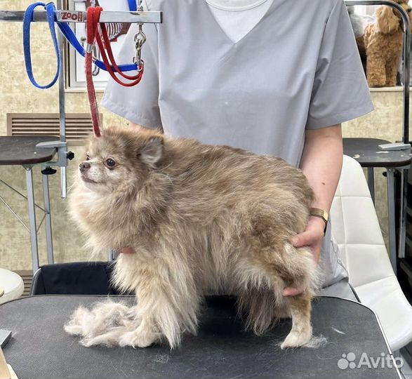 Груминг стрижка собак и кошек