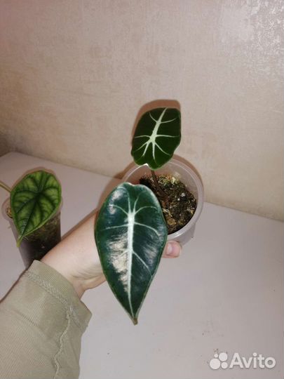 Алоказии, сильвер драгон, лонгилоба и др сорта