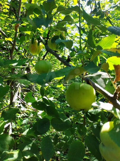 Дом 40 м² на участке 5,3 сот.