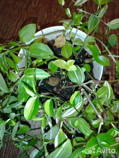 Традесканция yellow hill