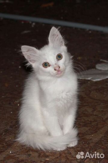 Кошка в добрые руки